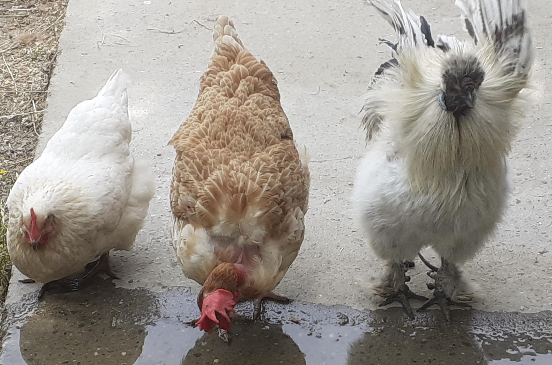 Médiation animale 82