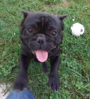 Thor chien médiateur