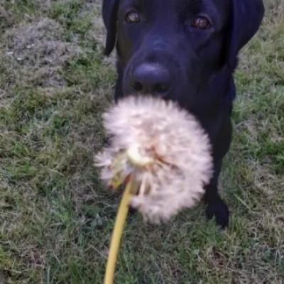 Tendresse chien médiateur
